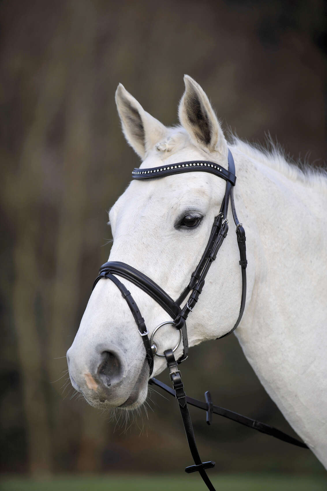 KANTRIE Trense Silverstar
