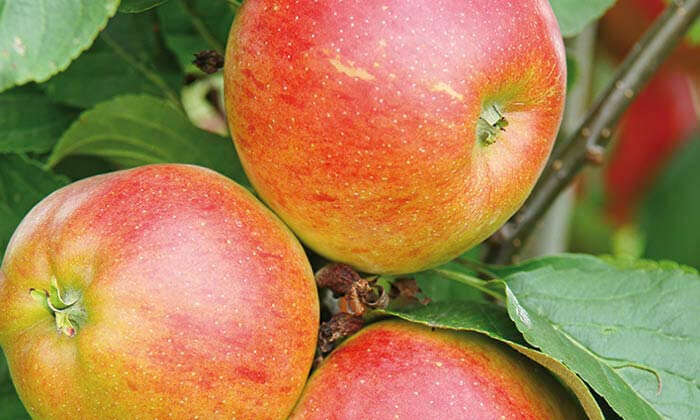 Wie werden Kernobstbäume wie Apfel und Birne richtig geschnitten?