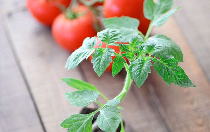 Selbst gezogene Tomaten – die leckersten Sorten