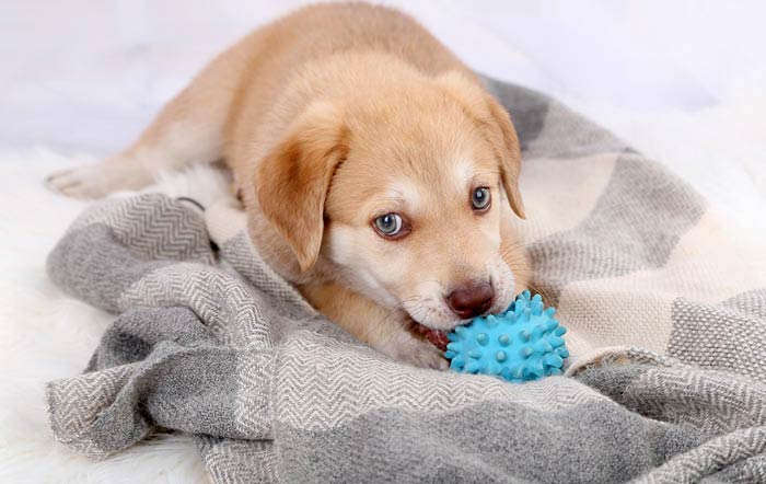 Worauf muss beim Kauf von Hundespielzeug geachtet werden?