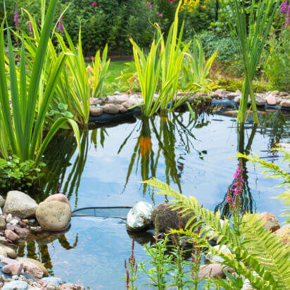 Ruhiger Gartenteich mit Steinen und üppiger Vegetation spiegelt die umgebende Natur wider.
