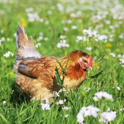 Hobbyfarming