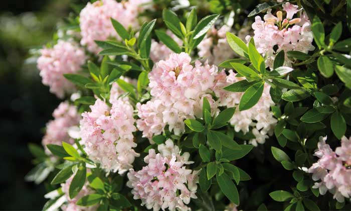 Zwerg-Rhododendron „Bloombux®“