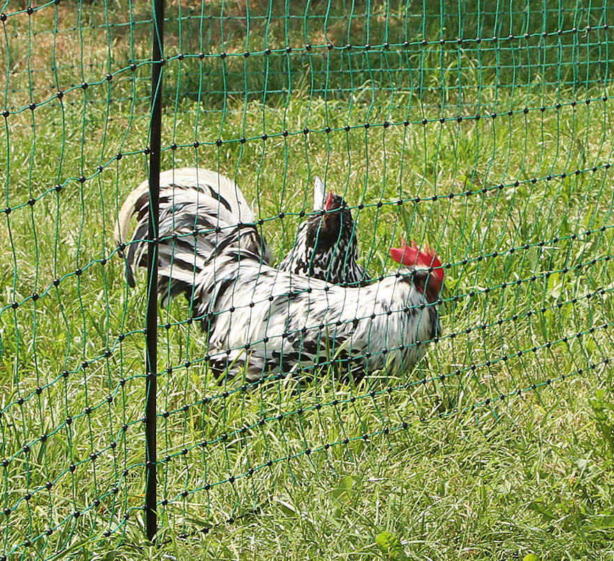 grüner Gartenzaun Geflügel-Zaun+14 Pfähle Hühner Hunde Netz 50 m/ 112 cm Katze 
