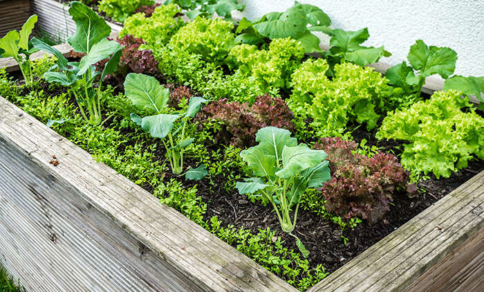 Ein Hochbeet selbst anlegen - So funktioniert´s