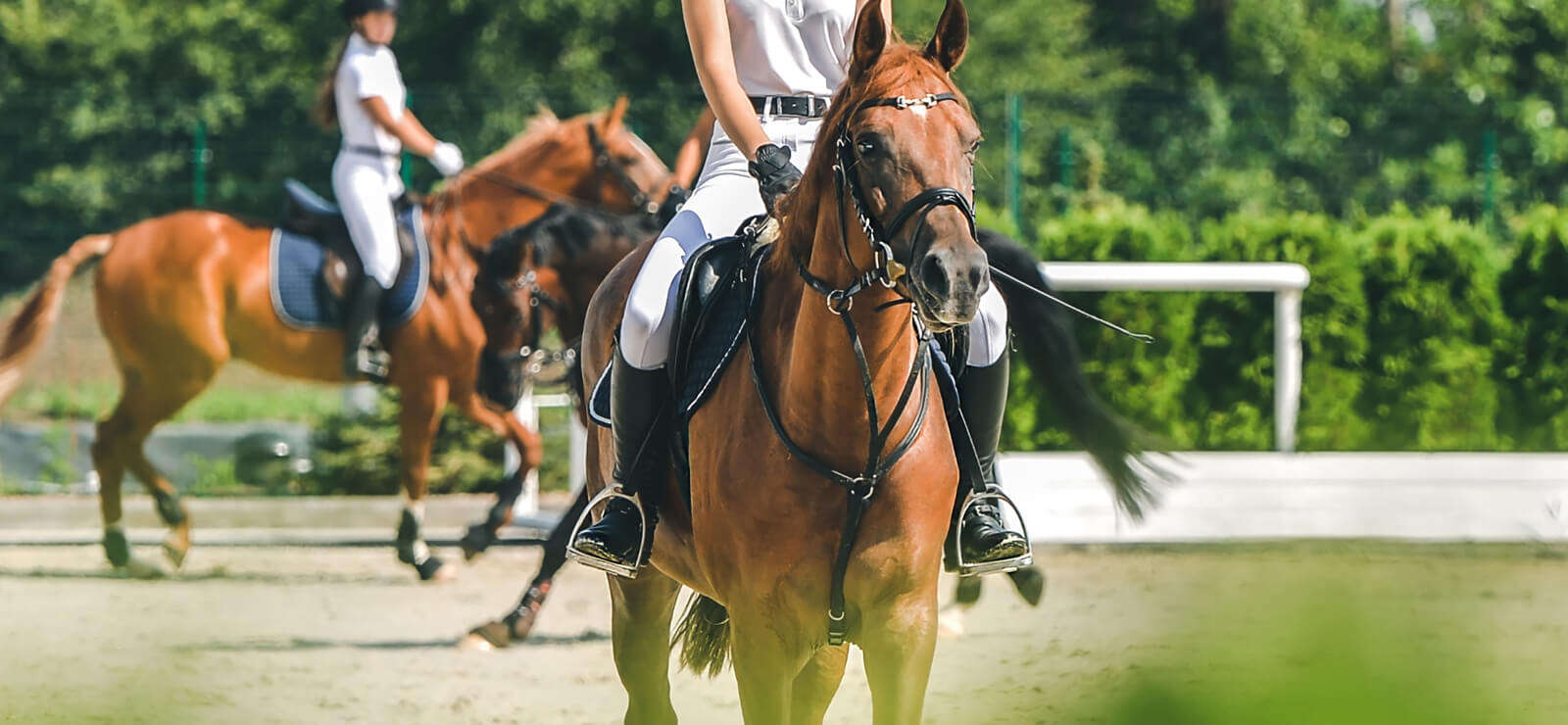 unsere marken pferd