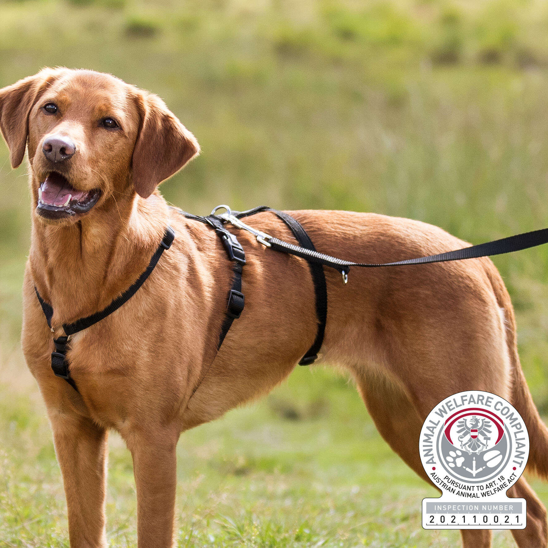 TRIXIE Hunde-Panikgeschirr Stay