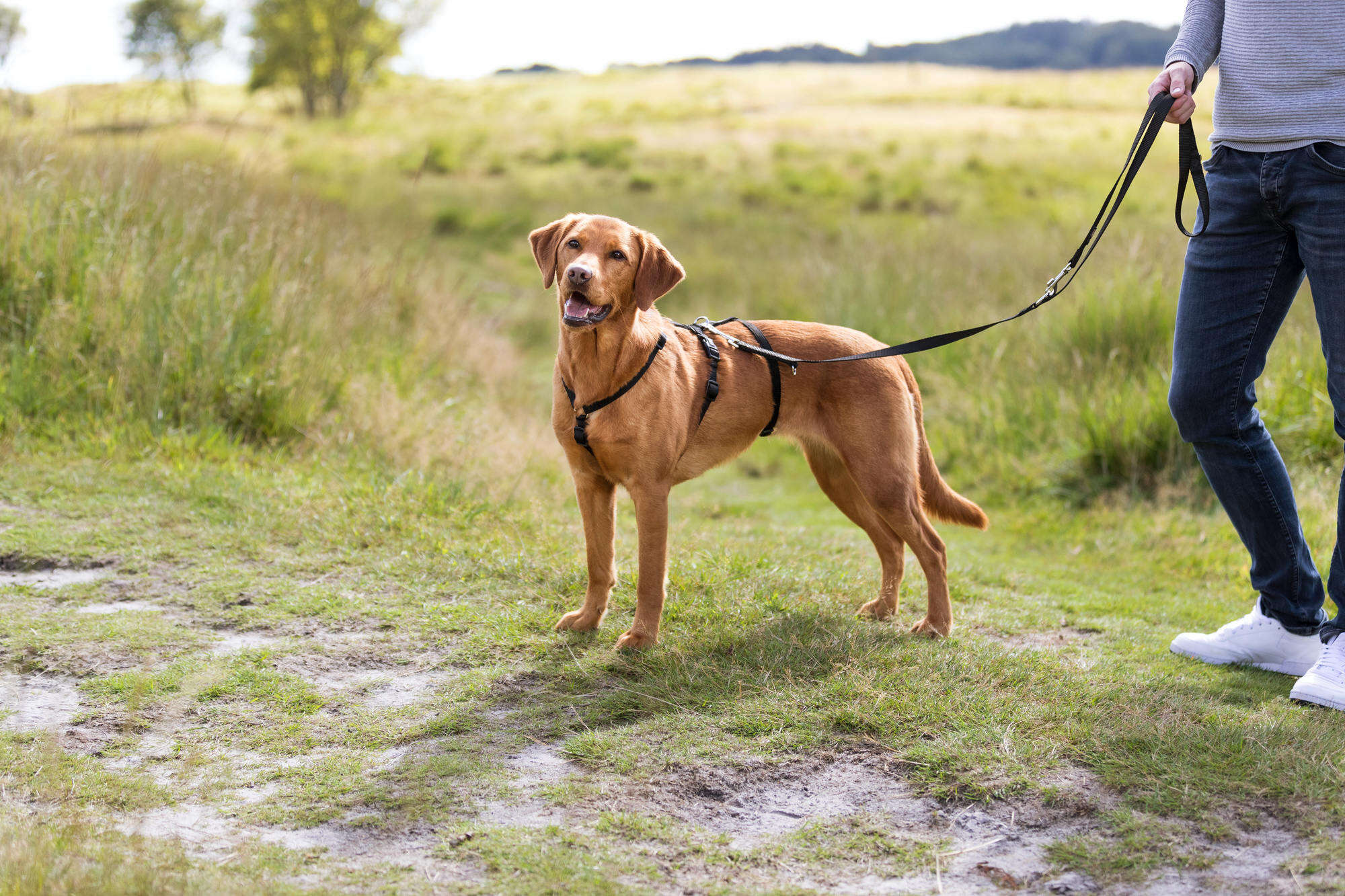 TRIXIE Hunde-Panikgeschirr Stay