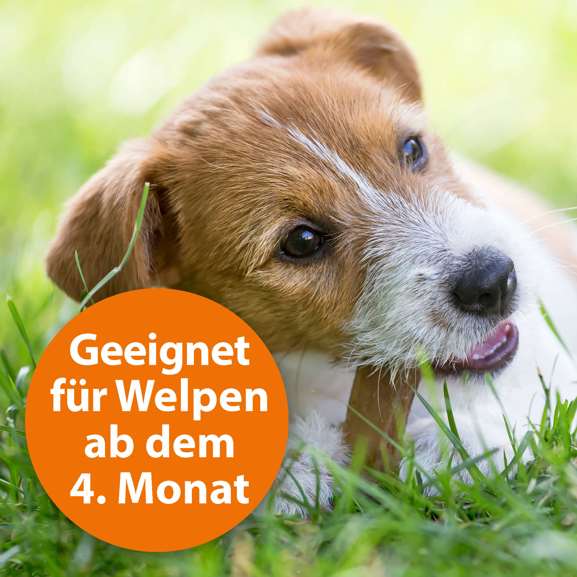 ARDAP Spot-On für große Hunde über 25 kg