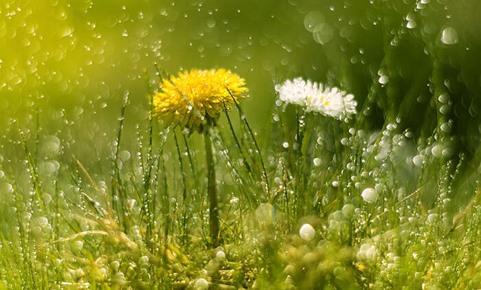 Ein Regenreicher Sommer – was zu tun ist