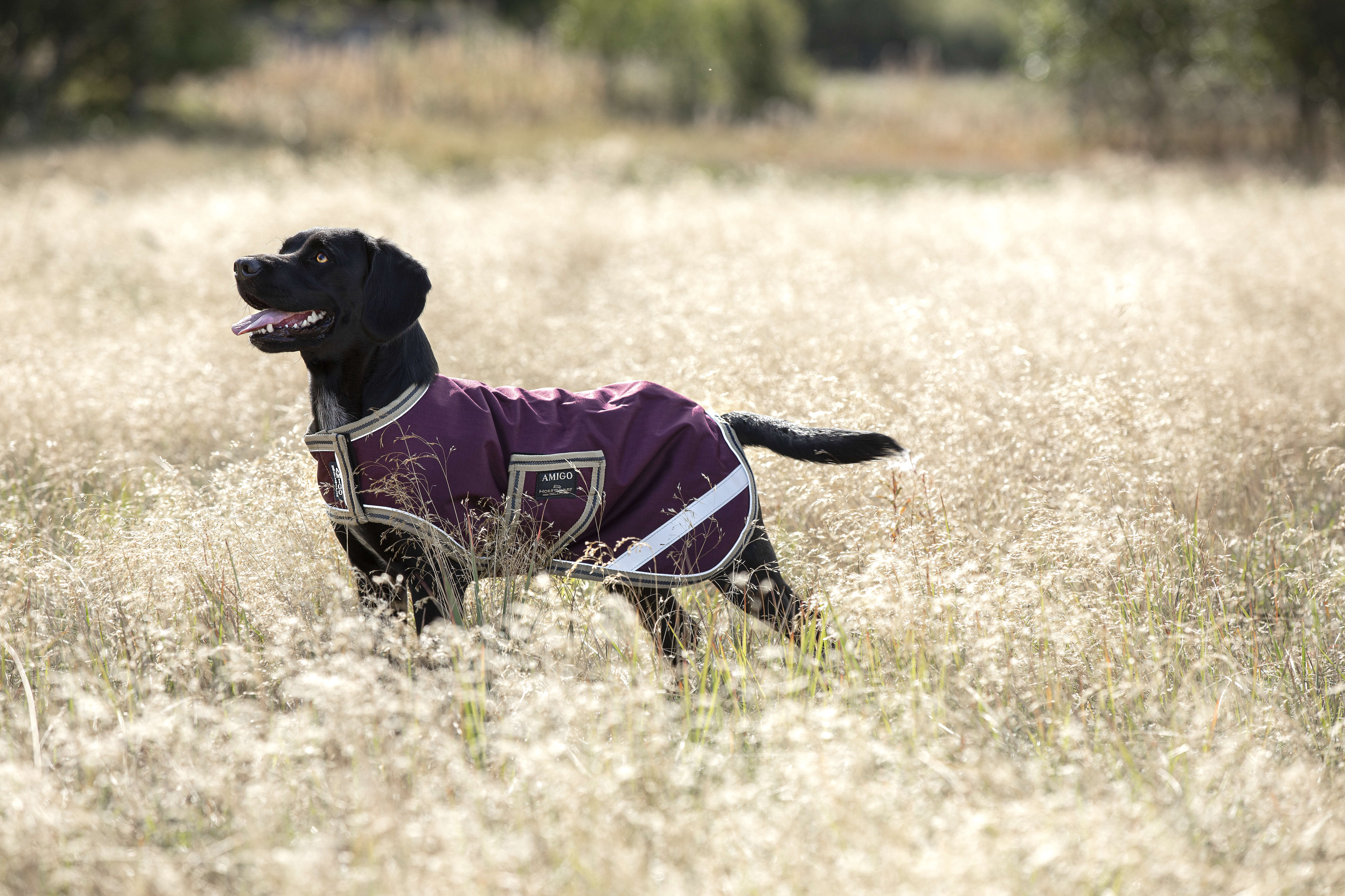 HORSEWARE AMIGO Hundemantel Dog Rug Ripstop
