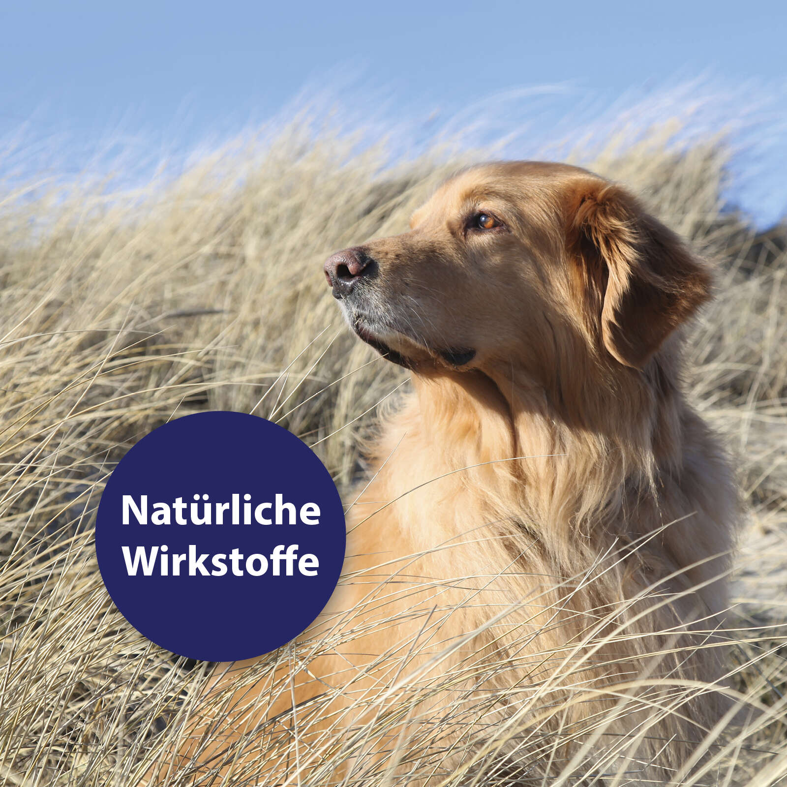 Canosept Hautpflegespray für Hunde 250 ml