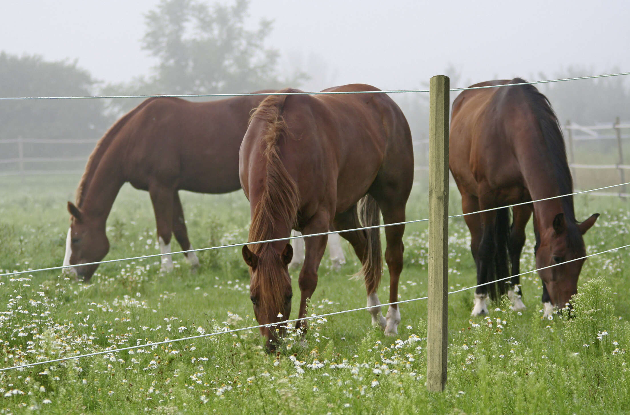 AKO Premium Horsewire