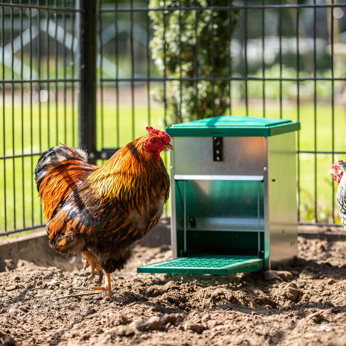Feedomatic Futterautomat mit Trittklappe