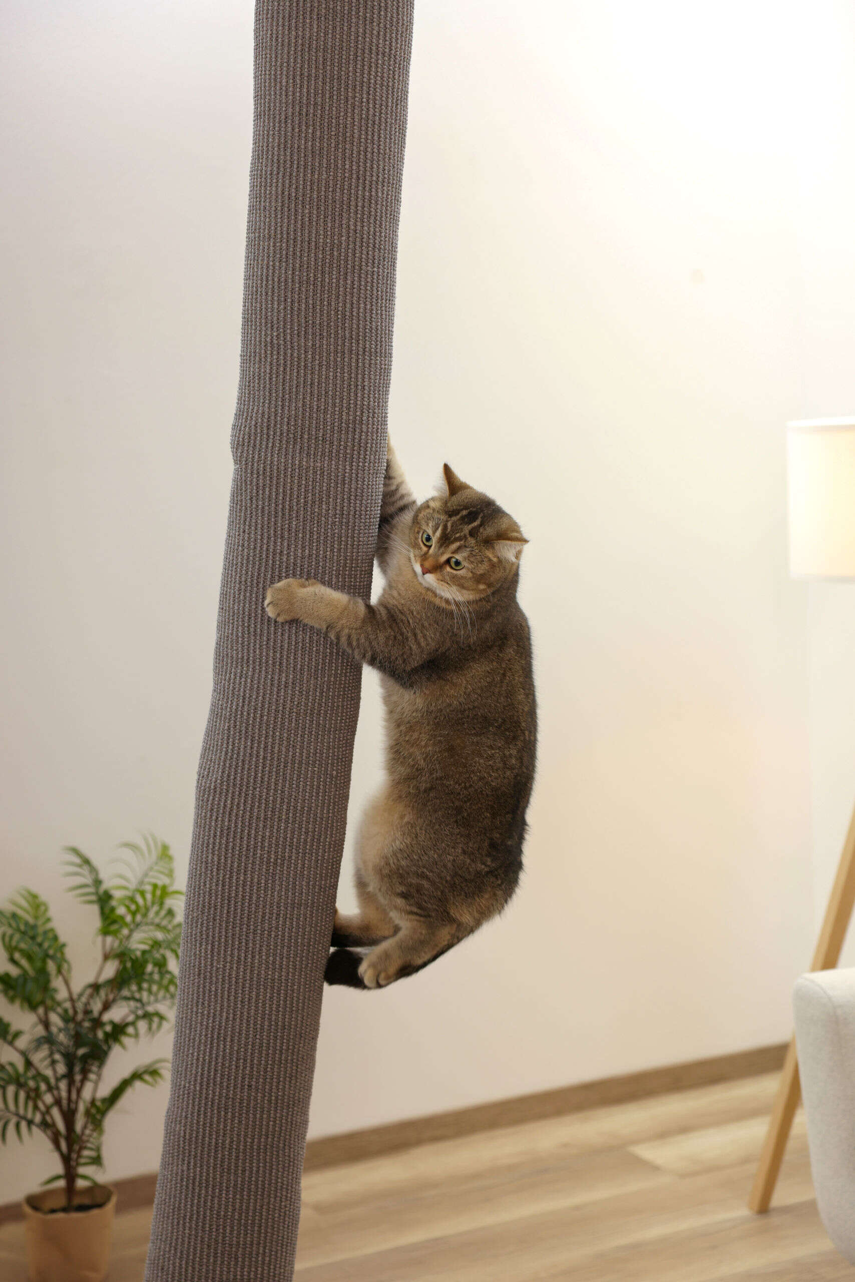 KERBL Klettersack Climber für Katzen