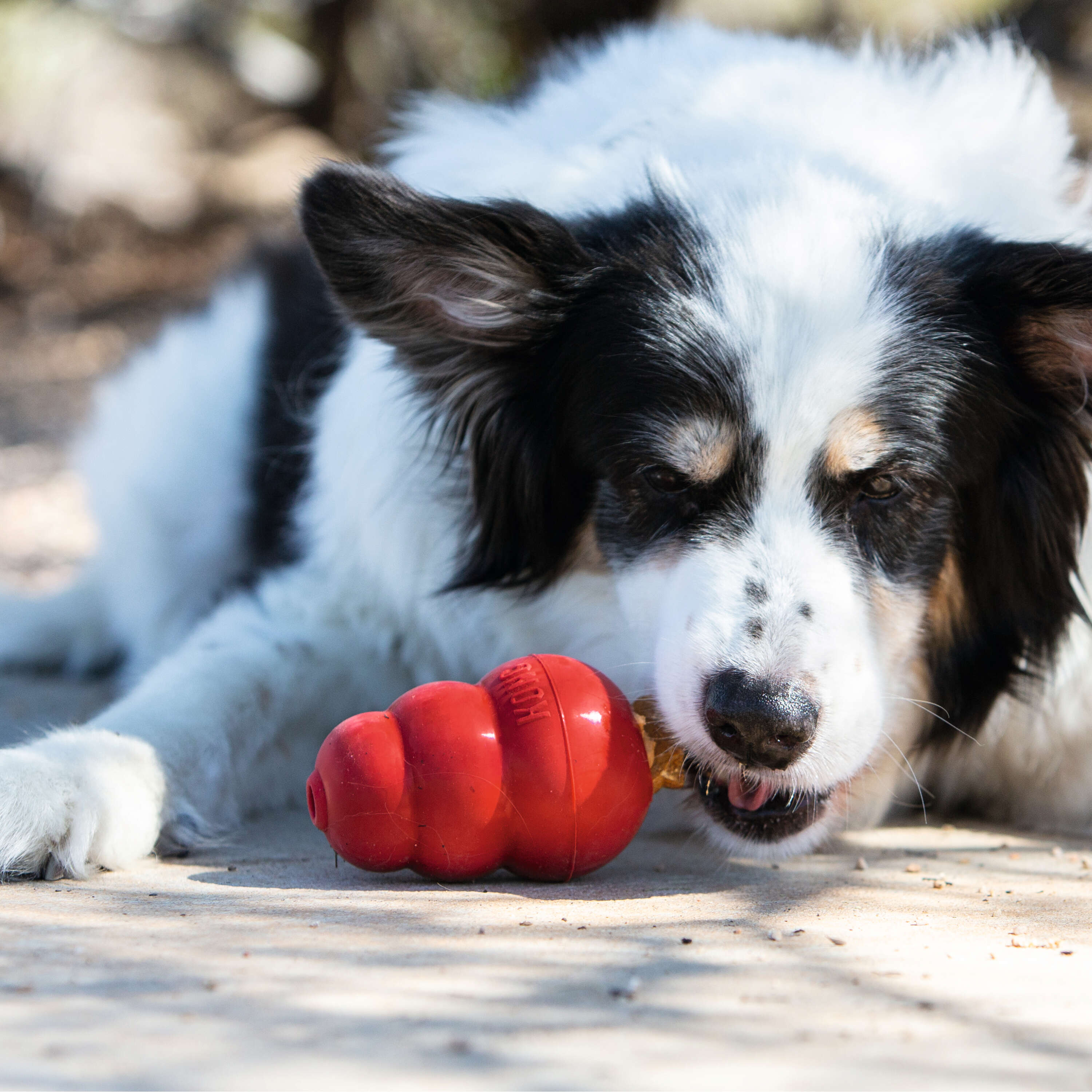 KONG Hundespielzeug Classic