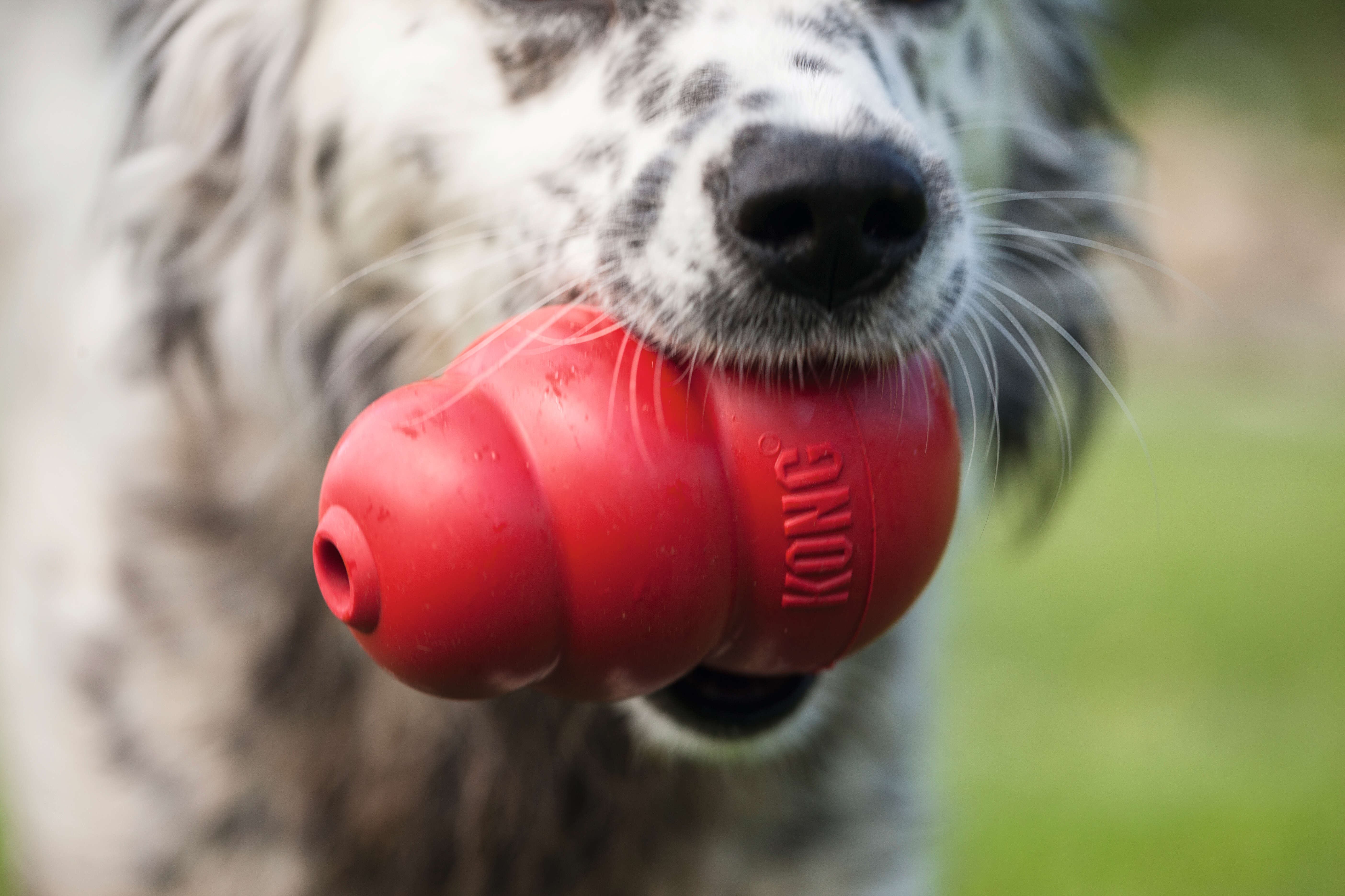 KONG Hundespielzeug Classic