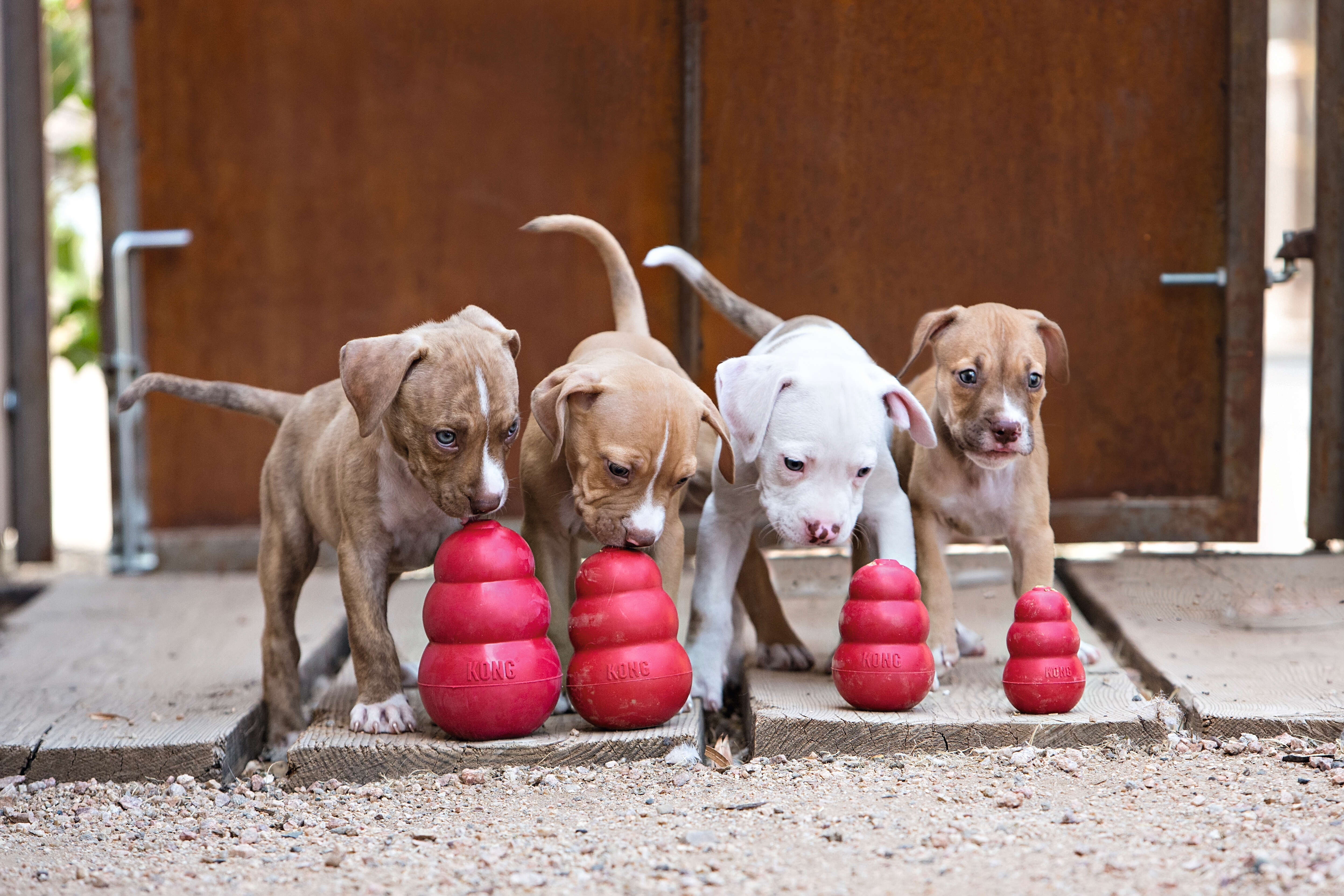 KONG Hundespielzeug Classic