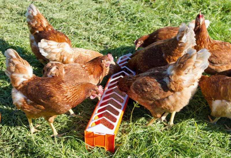 NOVITAL Futtertrog für Küken
