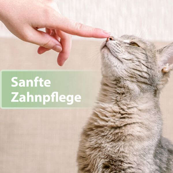 Felisept Katzenzahnpflege-Pads