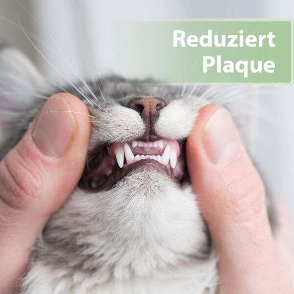 Felisept Katzenzahnpflege-Pads