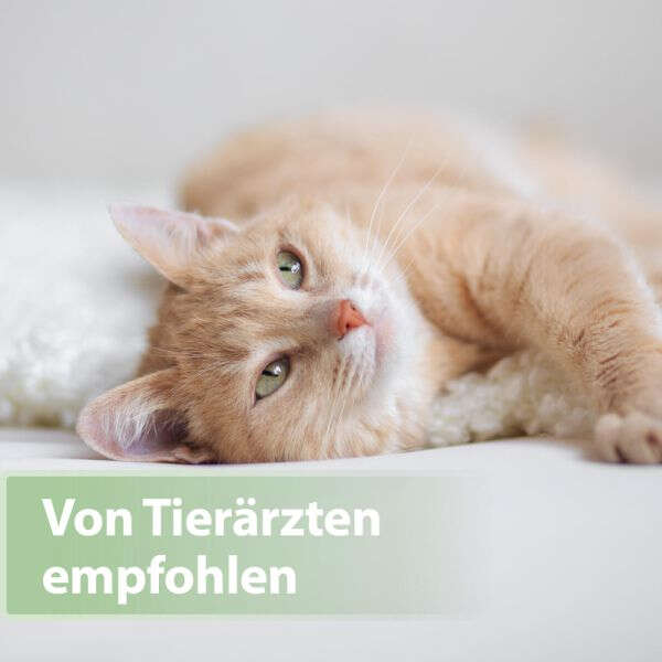 Felisept Katzenzahnpflege-Pads