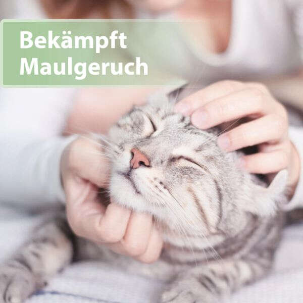 Felisept Katzenzahnpflege-Pads