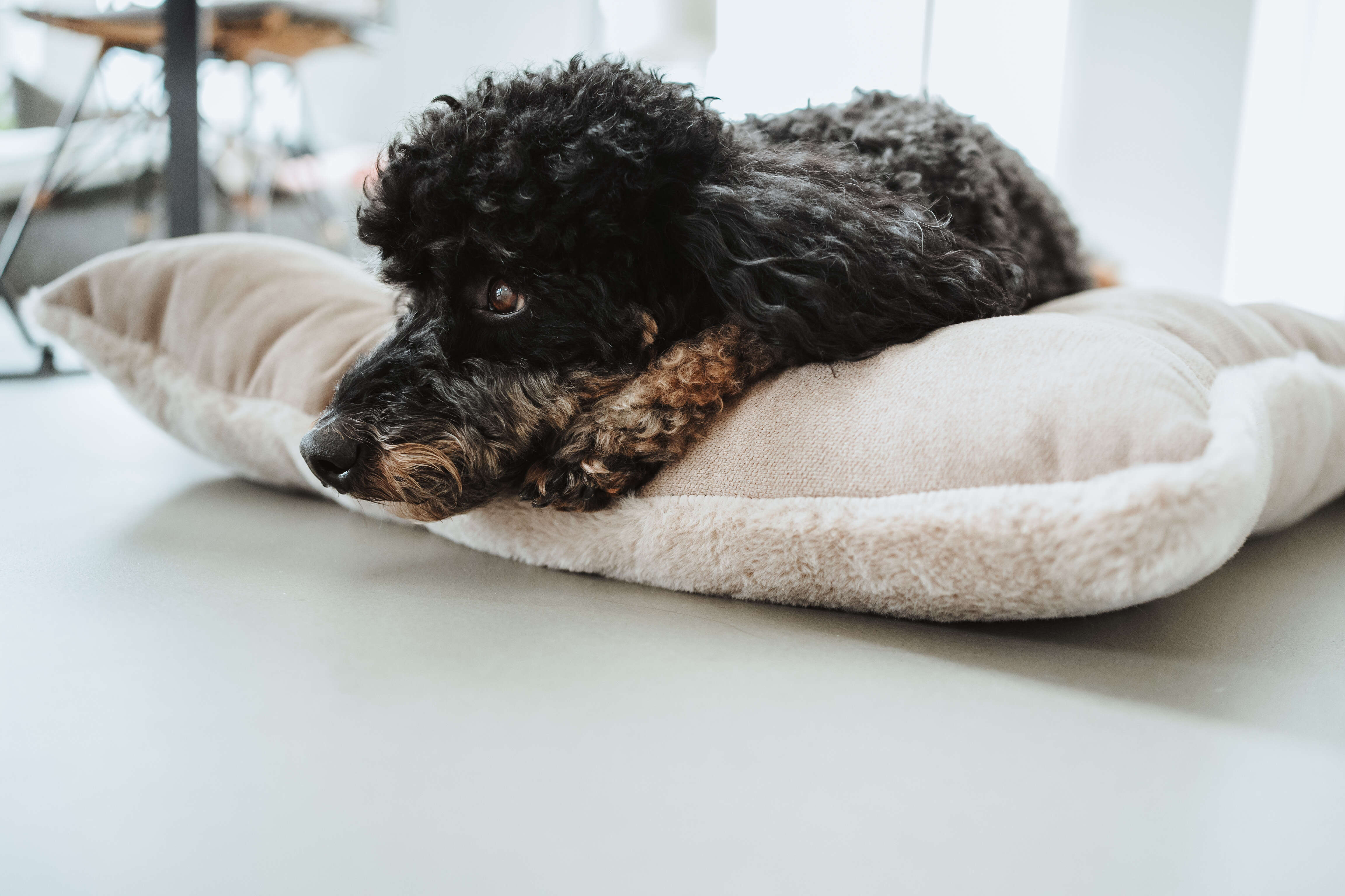 HUNTER Hundebett Rockford