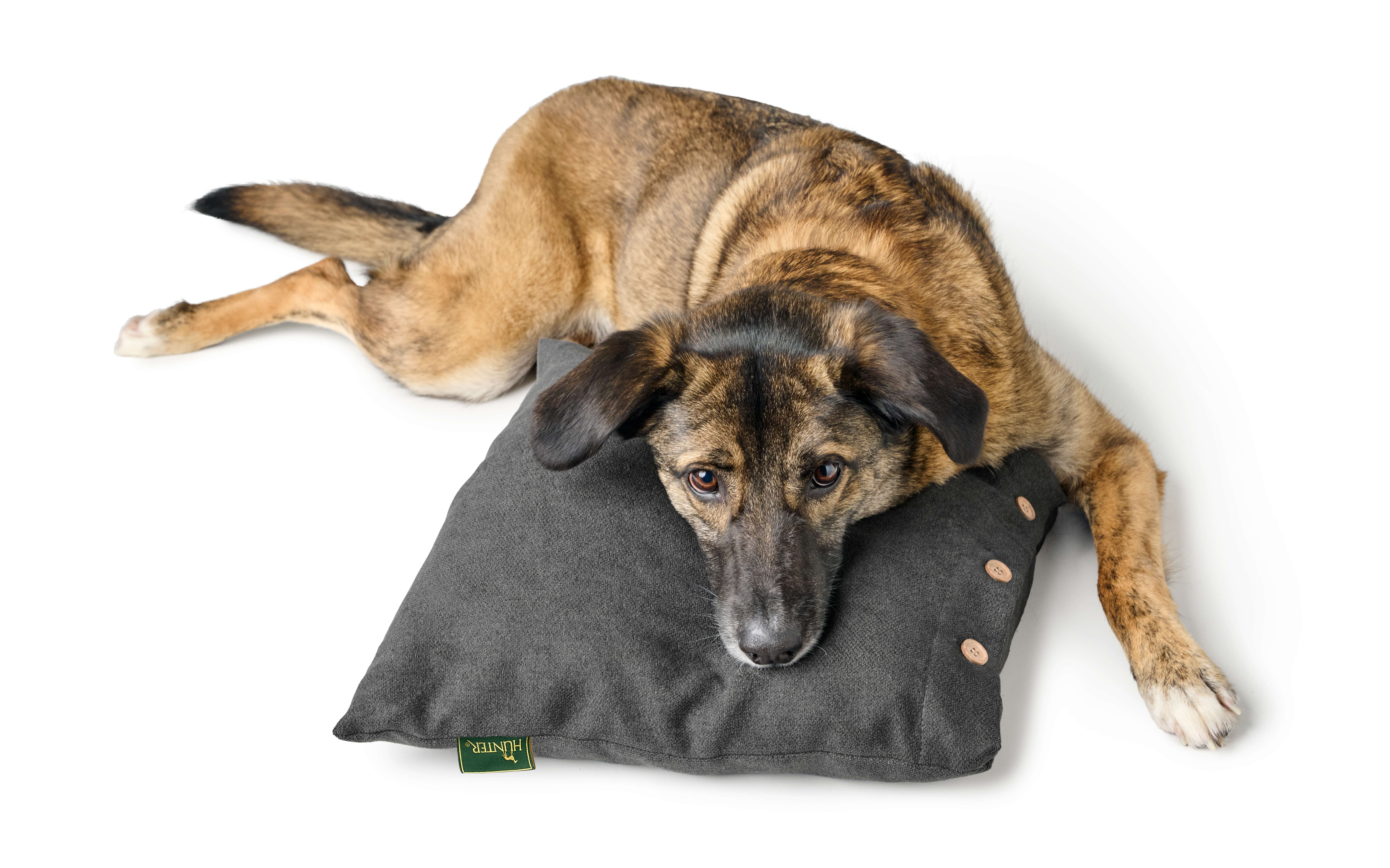 HUNTER Hunde Decke + Kissen 2in1 Rockford