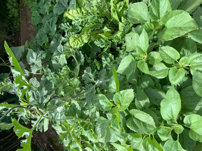 Be-Grow Boost L
