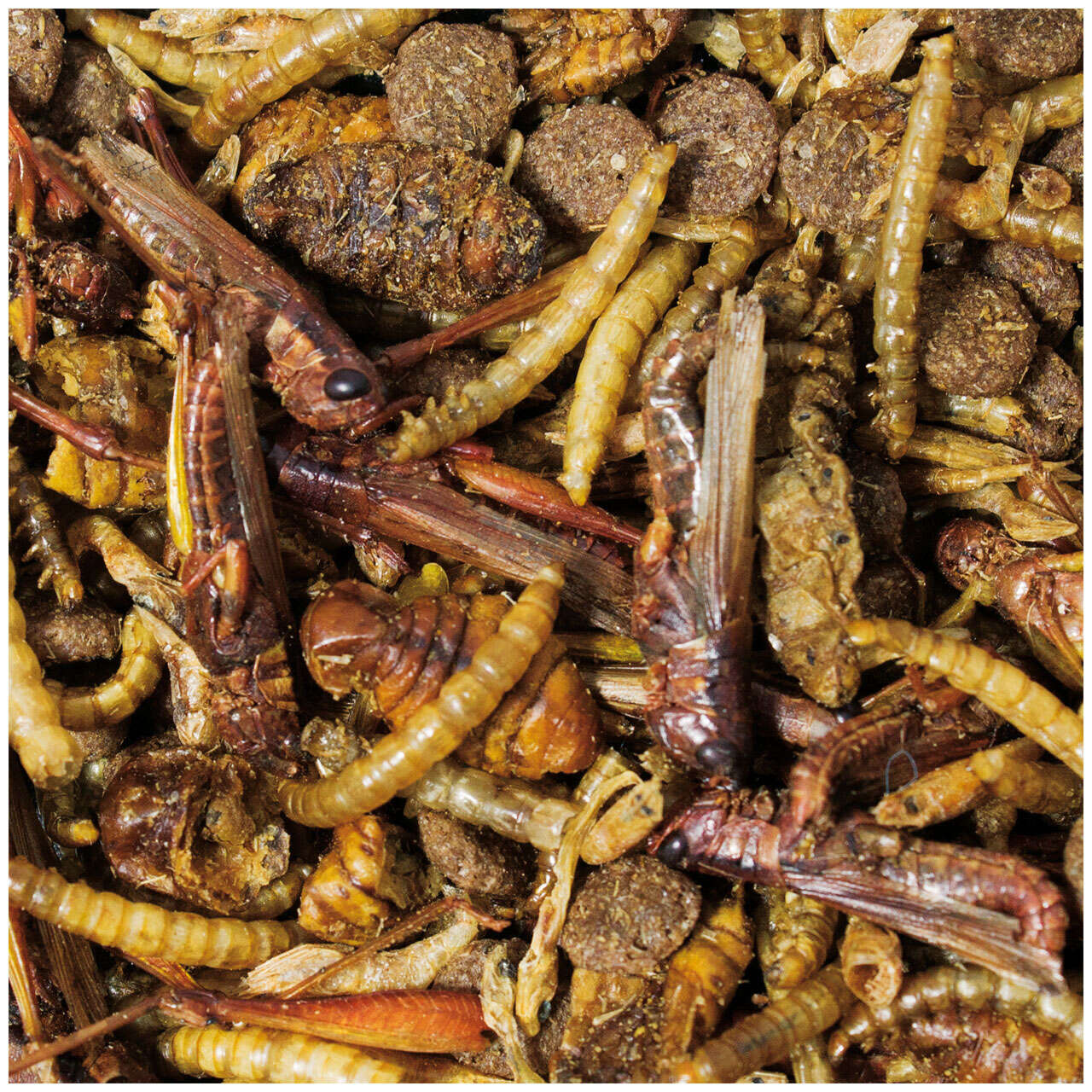 JR FARM Igel-Snack
