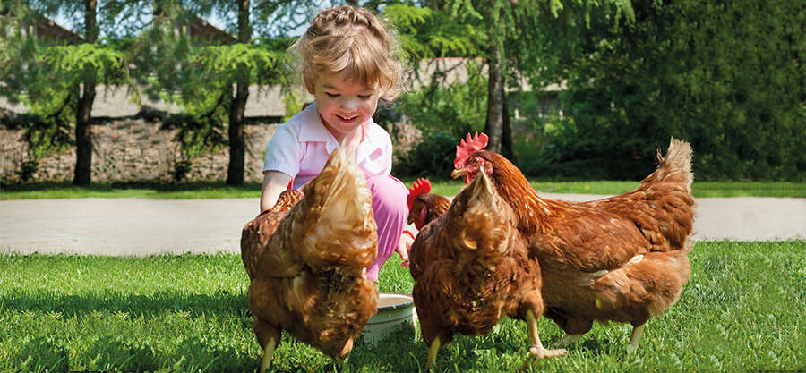 themenwelt themeneinstieg Huhn Kueken 1600x740