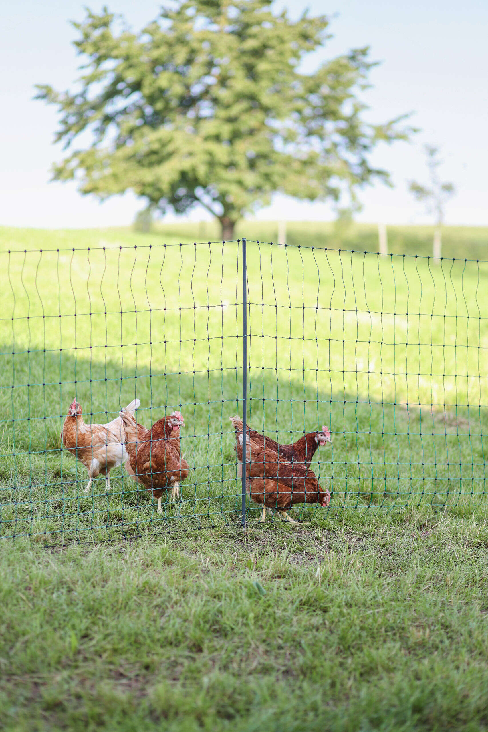 AKO Geflügelnetz PoultryNet Premium Doppelspitze