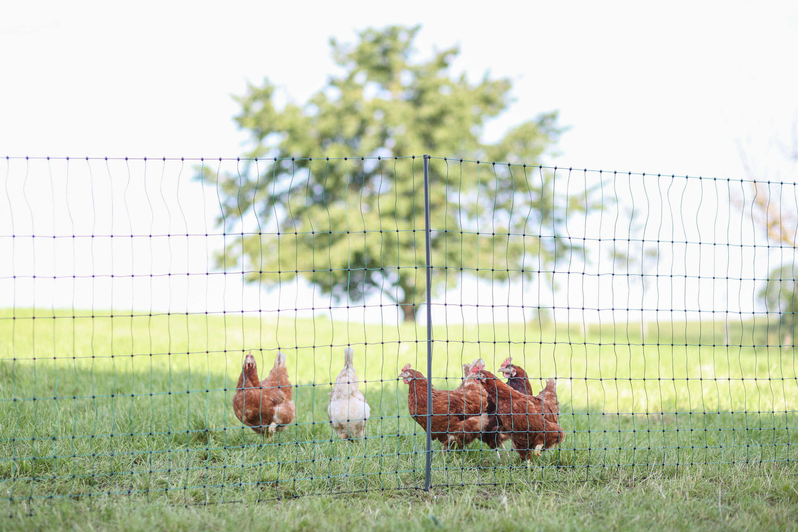 AKO Geflügelnetz PoultryNet Premium Doppelspitze