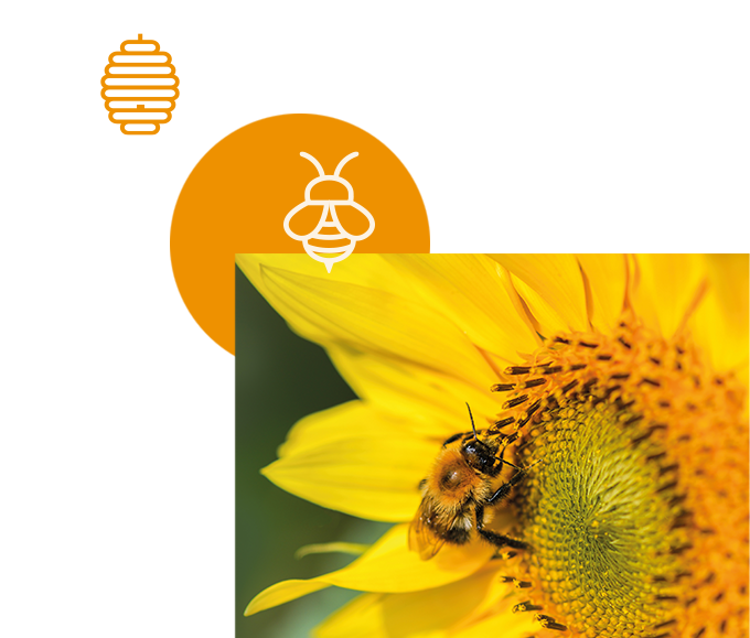 bubble entdecke das zubehör für bienen 680x579
