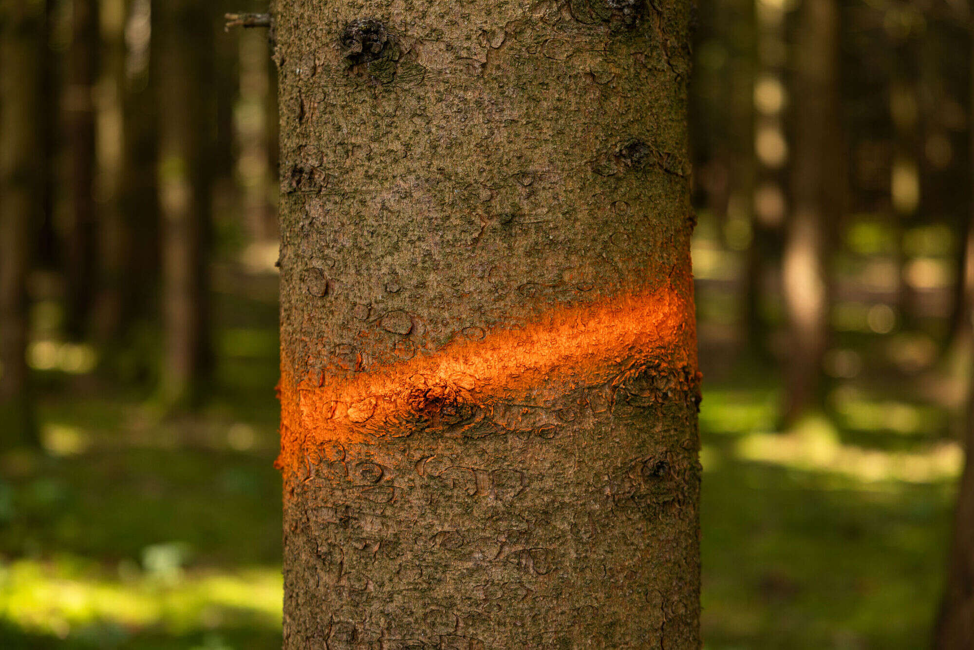 KERBL Markierungsspray Forst Neon