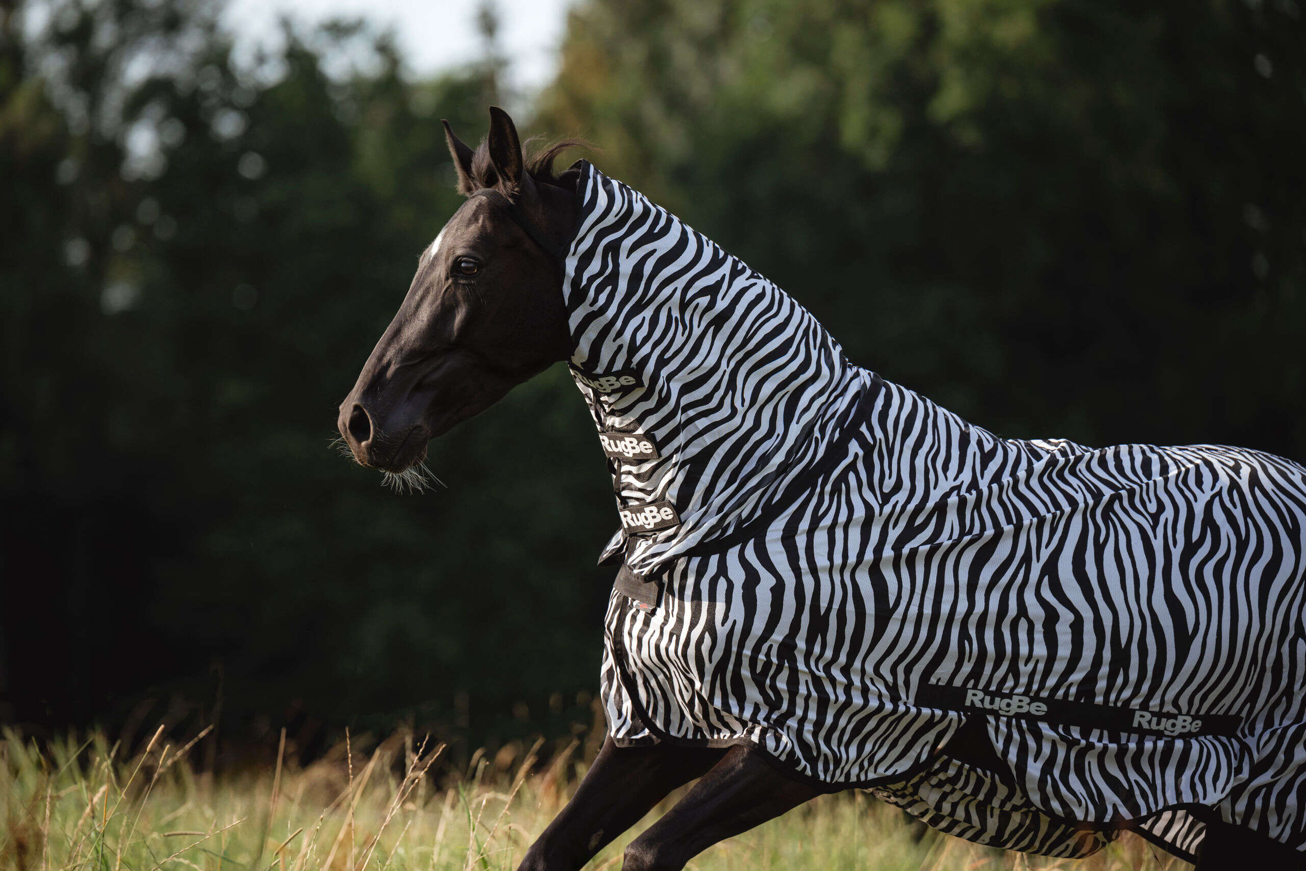 Covalliero Fliegendecke RugBe Zebra mit Halsteil