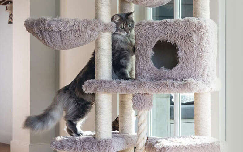 katzen kratzbaum katzenzubehoer startseite banner