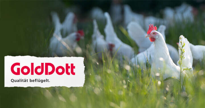 banner golddott gefluegelfutter 720x380