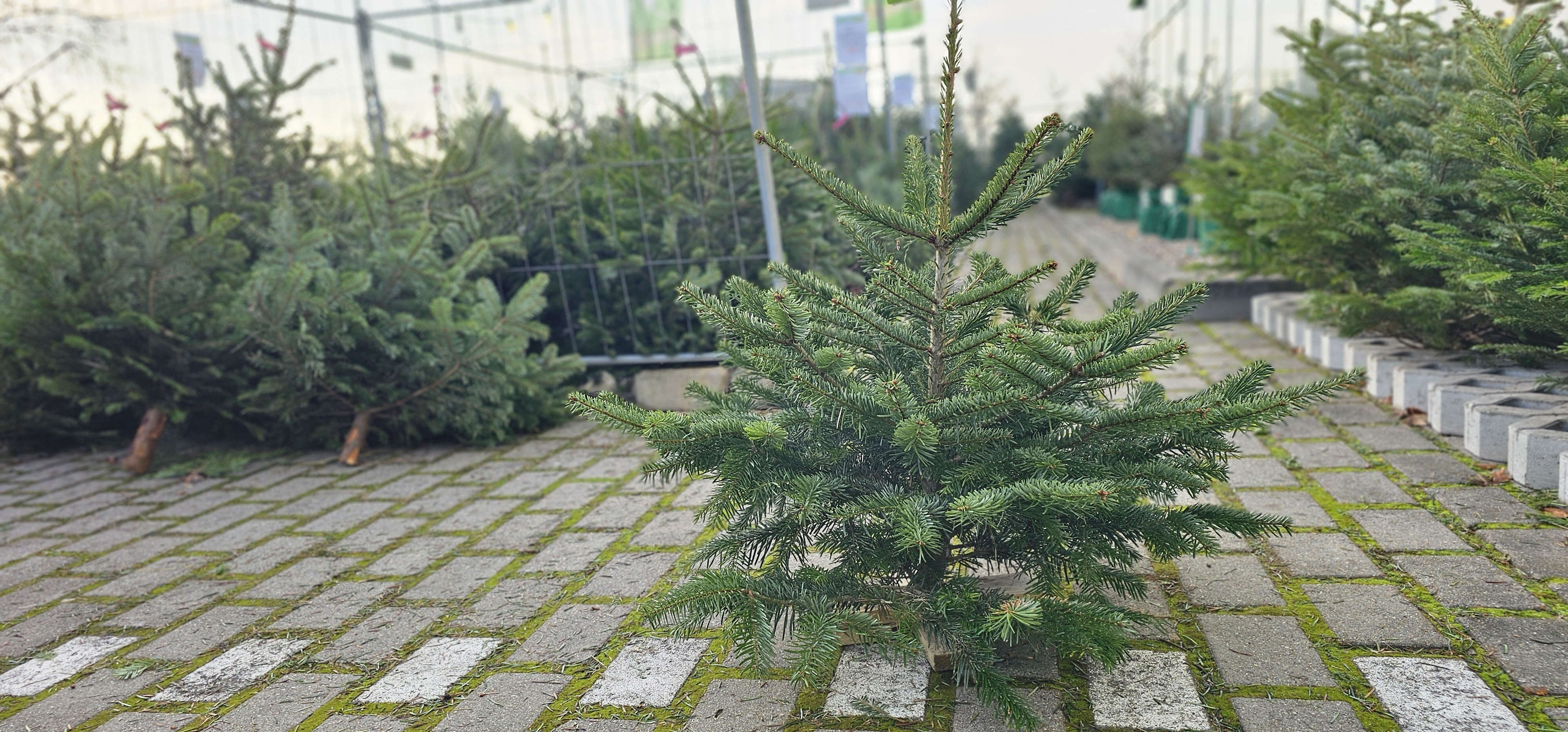 Weihnachtsbaumverkauf