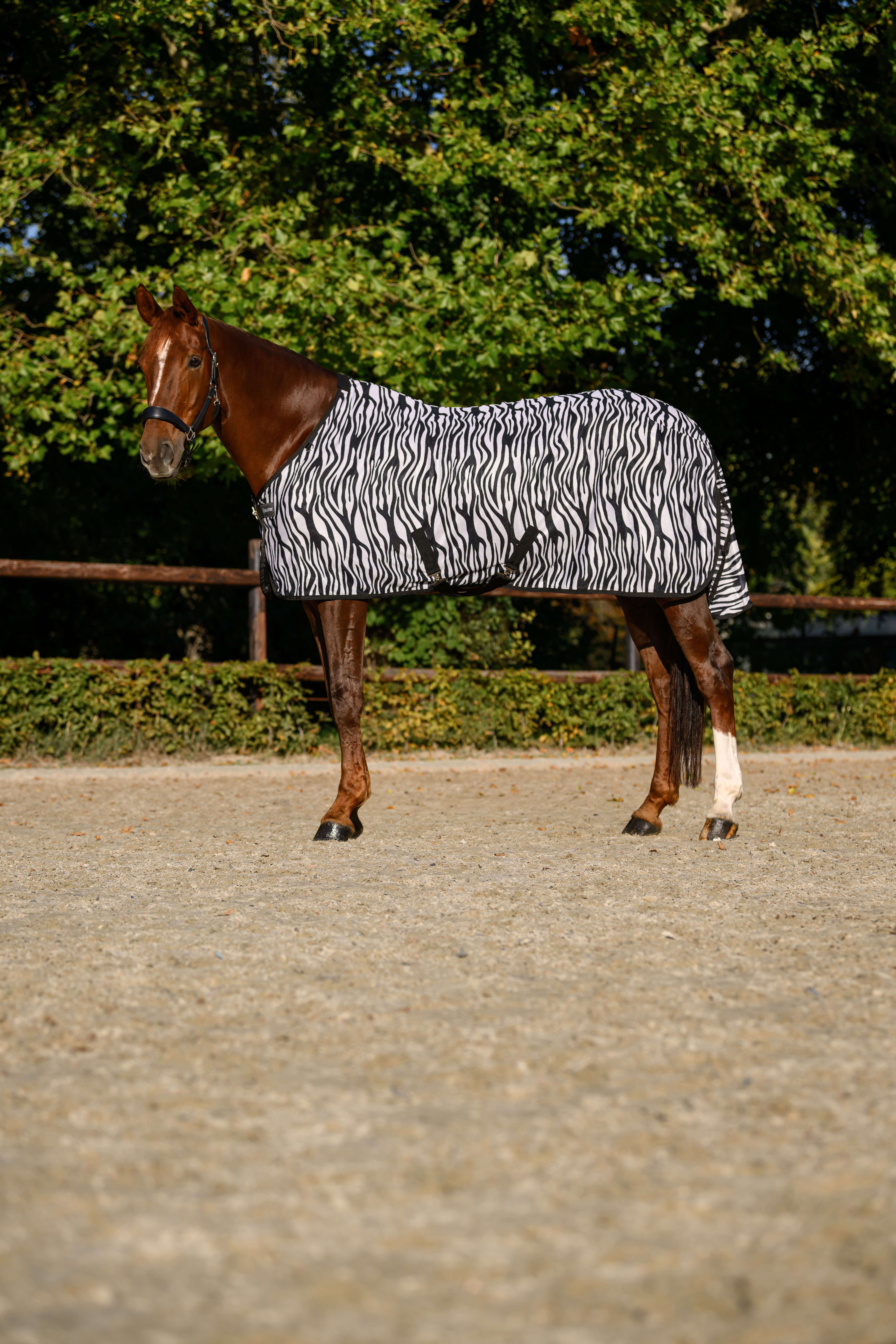 KANTRIE Fliegendecke Zebra Plus