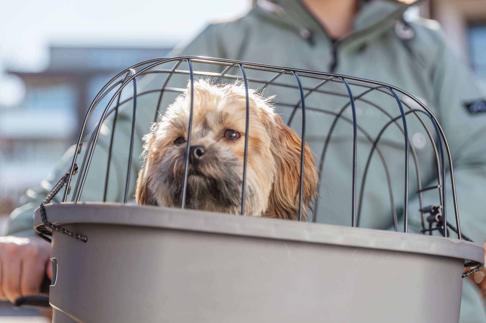 TRIXIE Hundefahrradkorb mit Universal-Halterung und Klickverschluss