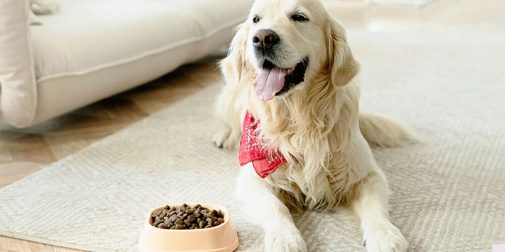 Goldenretriever mit Hundenapf