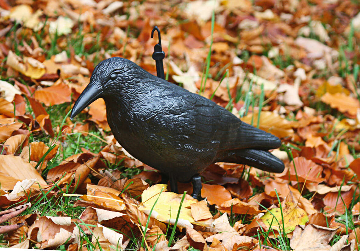 GÄRTNERGLÜCK Taubenabwehr-Rabe
