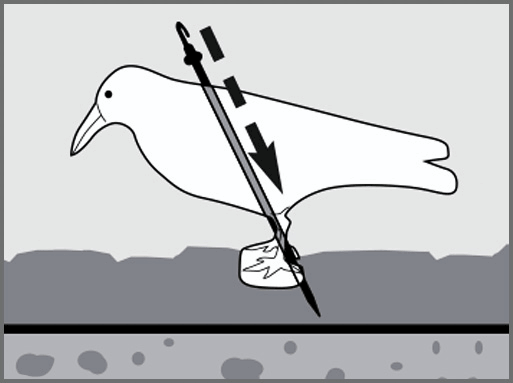 GÄRTNERGLÜCK Taubenabwehr-Rabe