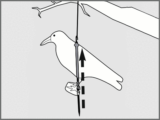 GÄRTNERGLÜCK Taubenabwehr-Rabe