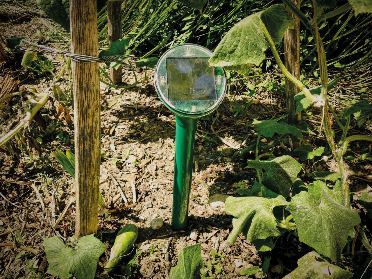 GÄRTNERGLÜCK Solar-Maulwurf-Vertreiber