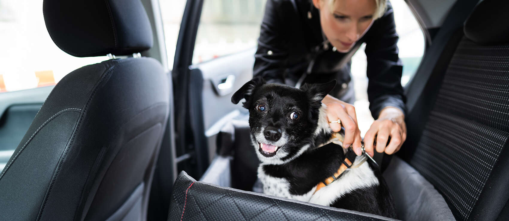 Hundetransport Hund im Auto 1700x740