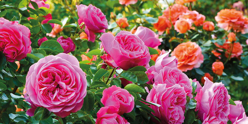 rosen im garten landflair ratgeber 1000x500