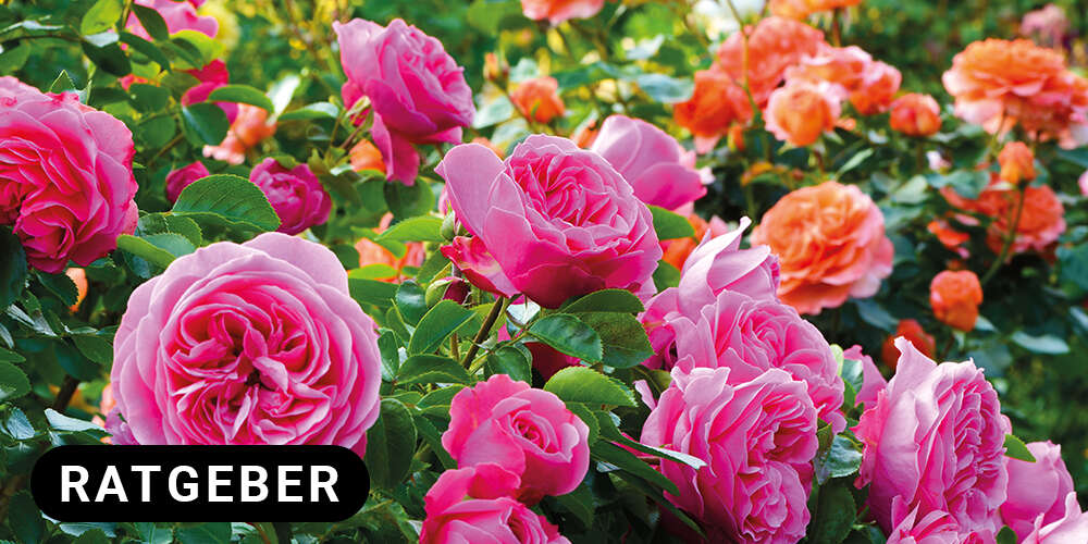 rosen im garten landflair ratgeber badge 1000x500